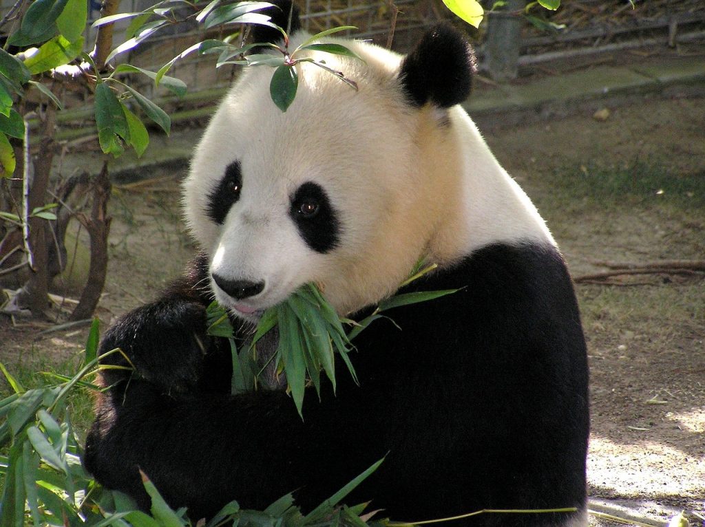 China construirá corredores ecológicos para pandas gigantes : China Hoje